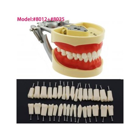 Fantoma Modelo de Práctica 32Pcs Reemplazar los Dientes compatible con Kilgore Nissin 200