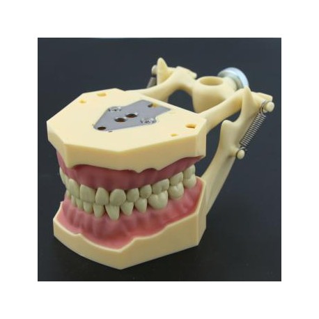 Fantoma Modelo de Práctica Dental compatible con Frasaco AG3 Typodont
