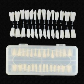 Reemplazo de dientes de tipodonto dental con tornillo Fit 28 piezas dientes Frasaco ANA-4 Typodont