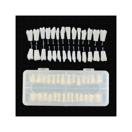 Reemplazo de dientes de tipodonto dental con tornillo Fit 28 piezas dientes Frasaco ANA-4 Typodont