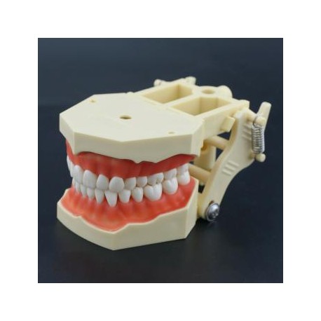 28/32 Dientes Modelo de práctica dental compatible con Columbia NISSIN Kilgore Frasaco Typodont