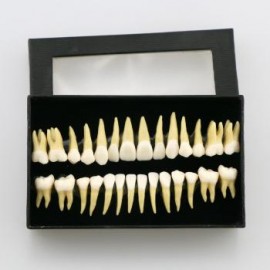 28 Pcs 1:1 Permanente completa dental modelo dientes 7008