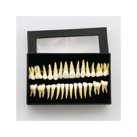 28 Pcs 1:1 Permanente completa dental modelo dientes 7008
