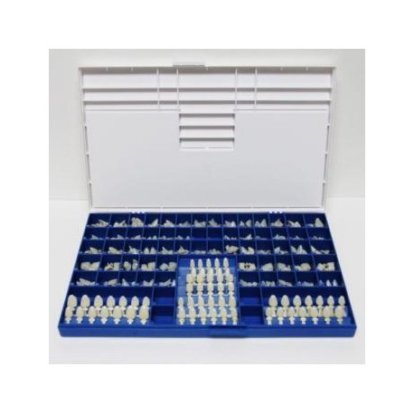 180 Pcs/Kit de policarbonato Temporal coronas dentales caja