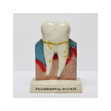 Dental Oral Figura Anatomía Enseñanza Permanente de la decoración