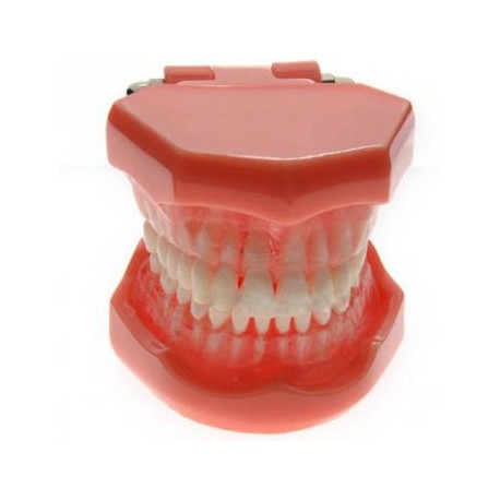 Modelo dental Extraíble Estándar